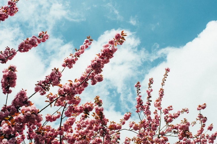 Tree flowers in spring weather.