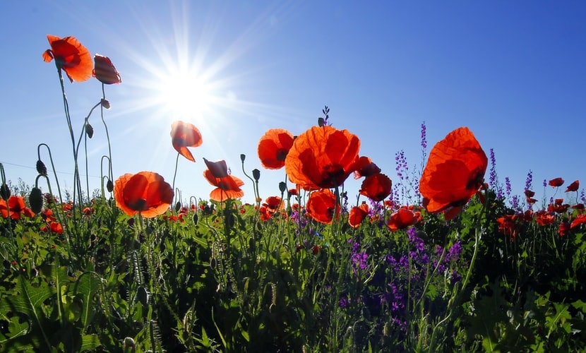 Field of colorful flowers in the summer.