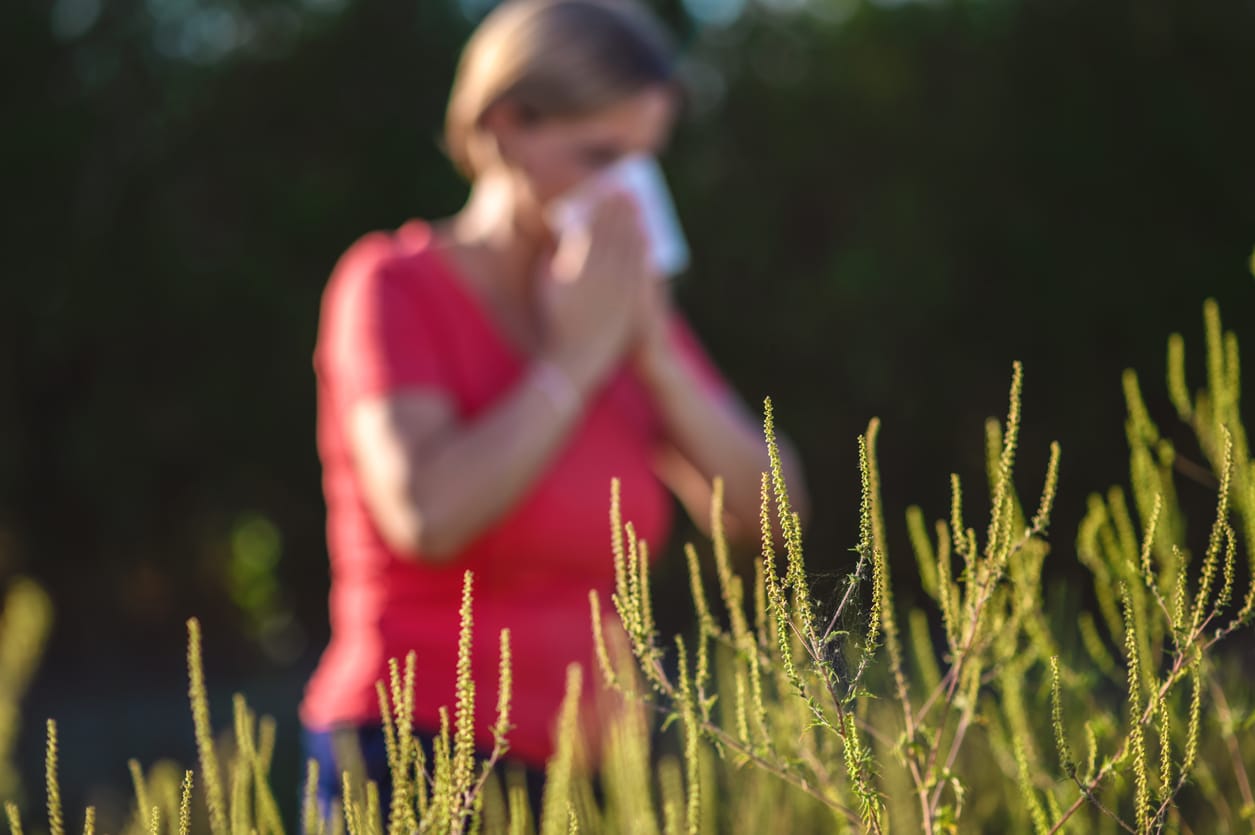 Ragweed with woman sneezing in the background.