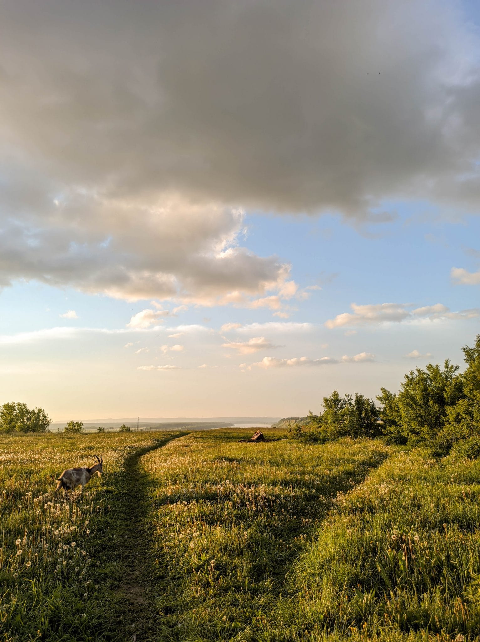 A meadow on a spring day.