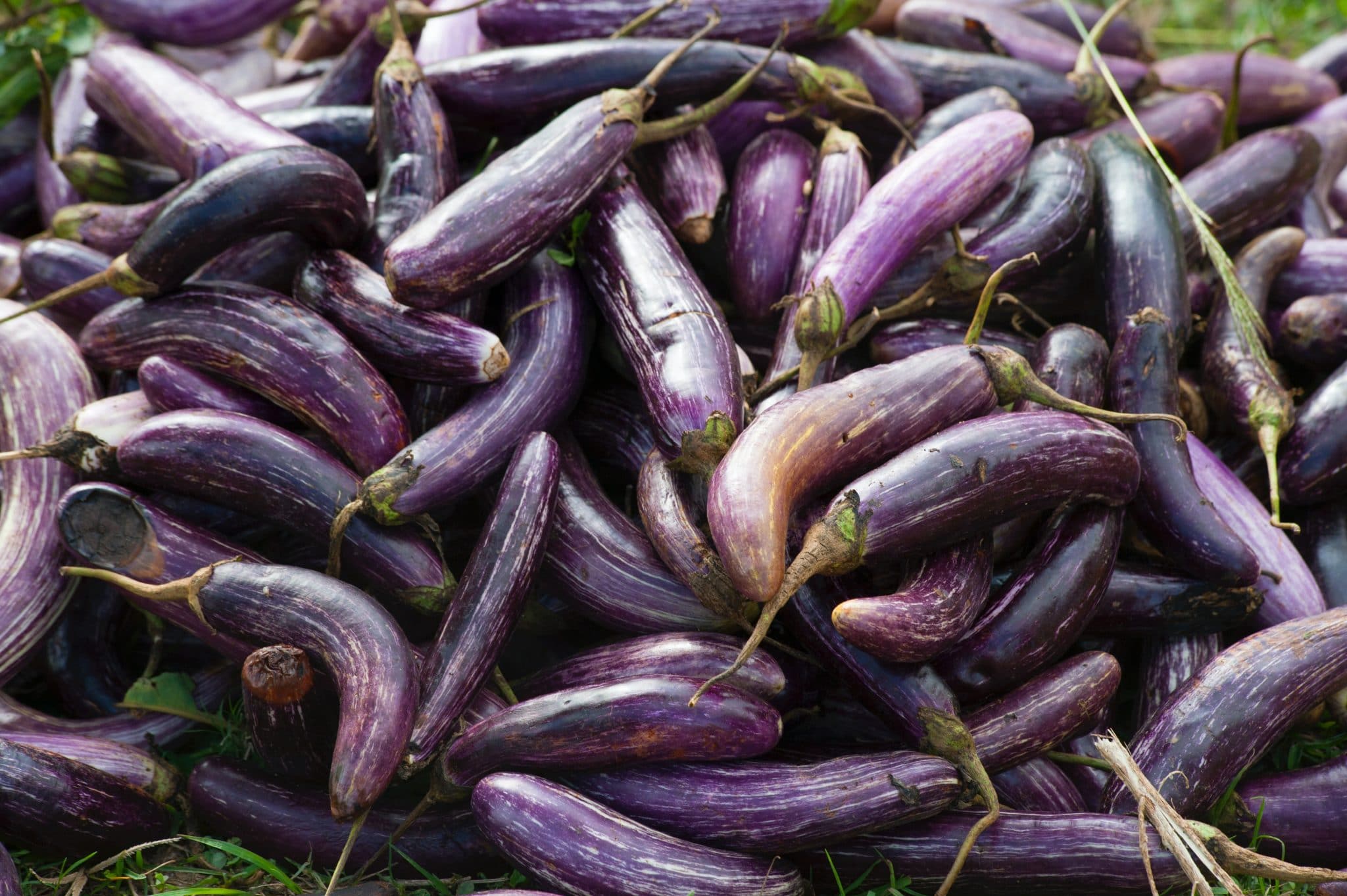 Close up of a bunch of eggplants.